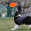 55th Mother Cup 09239.JPG