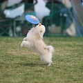55th Mother Cup 06229.JPG