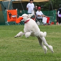 56th Mother Cup 05067.JPG
